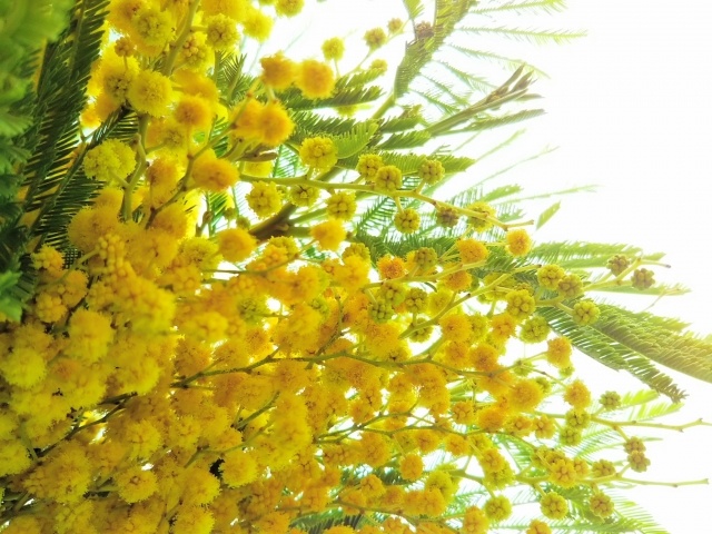 春を告げる黄色い花ミモザ